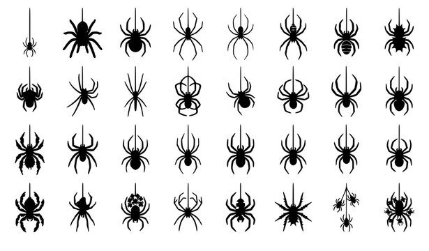 Four Hanging Spider Silhouettes Black White Web String Vector Illustration Set