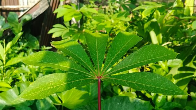 Manihot esculenta plant leaf under bright natural sunlight