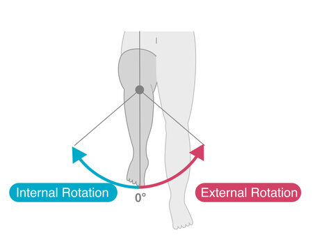 Range of motion of the hip joint