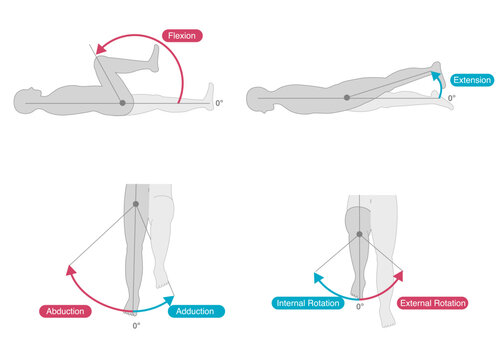Range of motion of the hip joint
