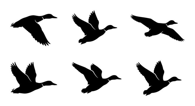 Flying Duck Silhouettes, Bird Animation Sequence, Wildlife Vector Graphics, Ornithology Study