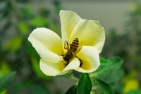 Close up view of honey bee flying near yellow flower to collect pollen