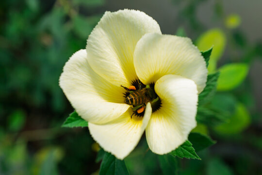 Close up view of honey bee flying near yellow flower to collect pollen
