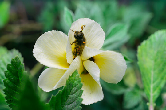 Close up view of honey bee flying near yellow flower to collect pollen