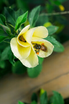 Close up view of honey bee flying near yellow flower to collect pollen
