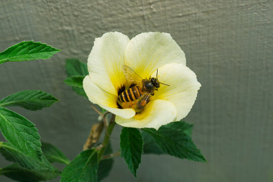 Close up view of honey bee flying near yellow flower to collect pollen