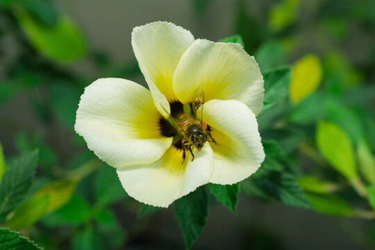Close up view of honey bee flying near yellow flower to collect pollen