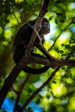 Young howler monkey perched on a tree branch within a lush tropical rainforest canopy