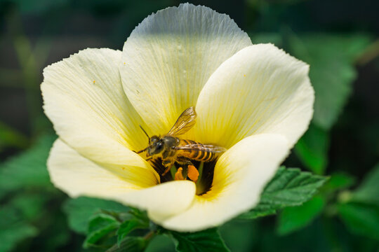Close up view of honey bee flying near yellow flower to collect pollen