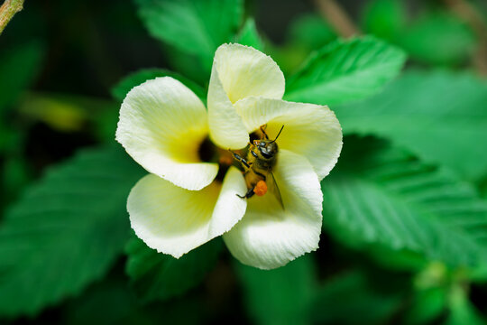 Close up view of honey bee flying near yellow flower to collect pollen