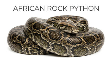 Fototapeta premium An African Rock Python coiled on a plain background. The snake has a patterned scales of brown, black, and tan