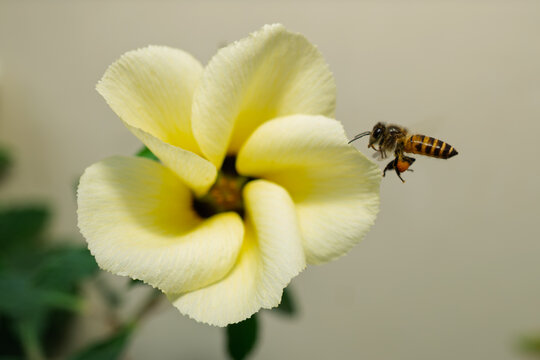 Close up view of honey bee flying near yellow flower to collect pollen