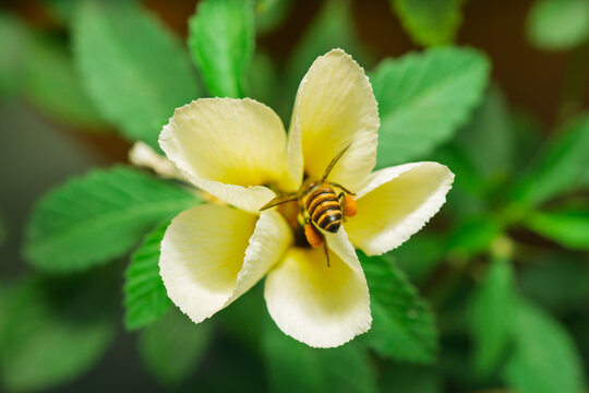 Close up view of honey bee flying near yellow flower to collect pollen
