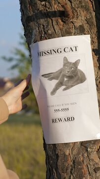 Heartbroken owner hanging a missing cat poster on a tree trunk in a park, gently touching the pet's photo with love and sadness, offering a reward for any information