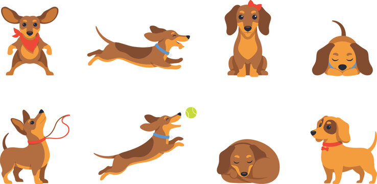 Cute dachshund puppy character poses collection featuring funny cartoon sausage dogs running sleeping playing ball and sitting for kids vector designs