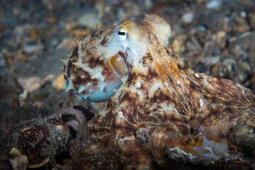An octopus flashing pattern over seafloor rubble © Sergio Llaguno