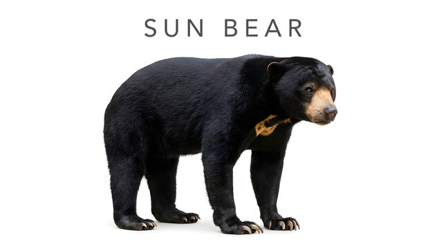 A black sun bear stands with a yellowish-orange patch on its chest. The sun bear is a species native to the tropical forests of Southeast Asia