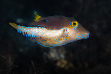Sharpnose puffer displaying neon blue markings © Sergio Llaguno