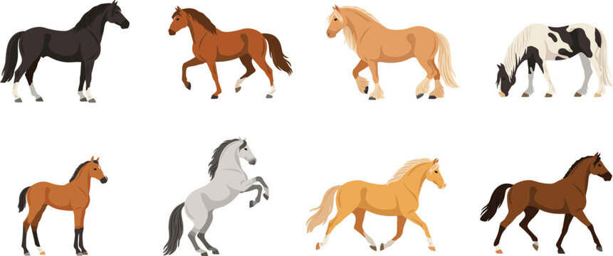 Horse breed and coat colors vector collection featuring black chestnut palomino pinto and grey horses standing trotting rearing and grazing on pasture