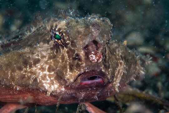 Batfish resting on the sandy bottom of a shallow marine ecosystem