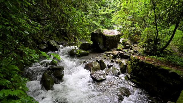 Mossy Forest Stream with Clear Flowing Water in Nature