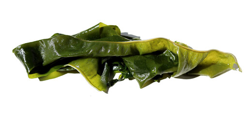 Fresh green wakame seaweed on a white background. © Bowonpat