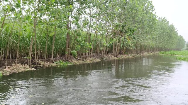 Lush mangrove trees growing along a calm waterway with green foliage and exposed roots.