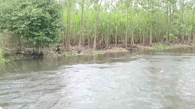 Calm water flowing through dense mangrove forest with exposed roots and lush greenery.