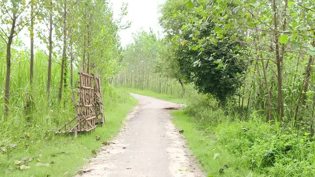 A serene unpaved trail winding through lush greenery and dense foliage in a rural forest setting.