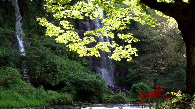 Taro-Jiro Falls with Red Spider Lilies in Tsuru, Yamanashi, Japan
