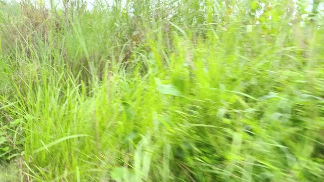 Close-up shot of dense green marshland plants with motion blur effect.