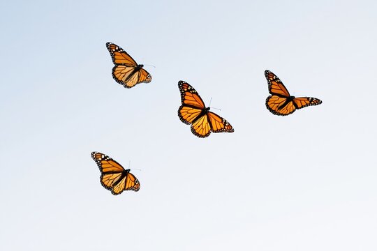 Five monarch butterflies hovering in a diagonal cluster against a clean, light grey background with ample copy space for nature and migration design