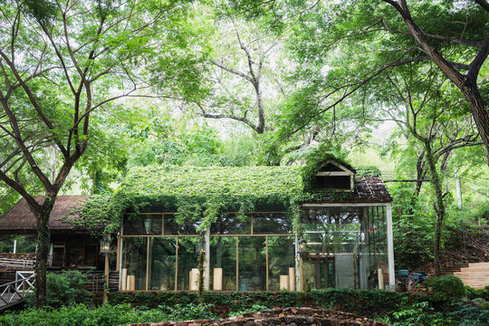 Eco tourism and landscape architecture concept with vintage glass greenhouse building covered in climbing ivy among lush forest trees for botanical garden, nature retreat and resort cafe.