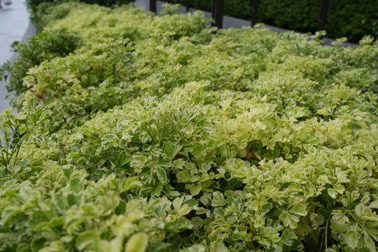 Geranium Aralia