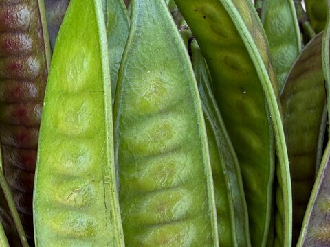 Macro View of Fresh Green Bitter Bean Pods Creating Organic Agricultural and Culinary Texture