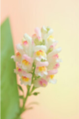 Fototapeta premium Soft Focus Pink and White Wildflowers with Pastel Background