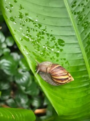 snail on a leaf © Amonrat