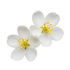 Obraz premium A close-up of two white flowers with yellow centers