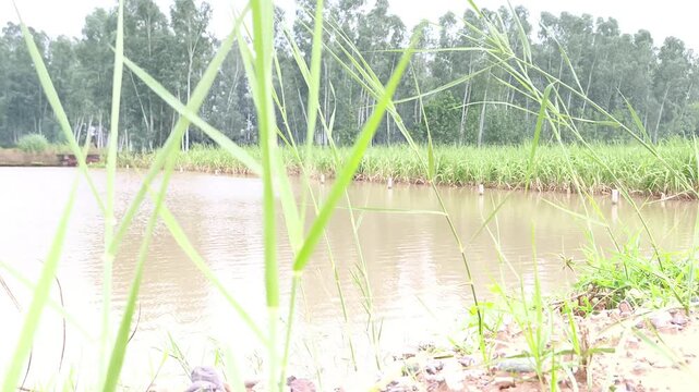 Calm shallow water surrounded by tall grasses and dense forest in a natural wetland ecosystem.
