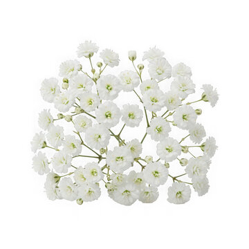 A bouquet of small white flowers
