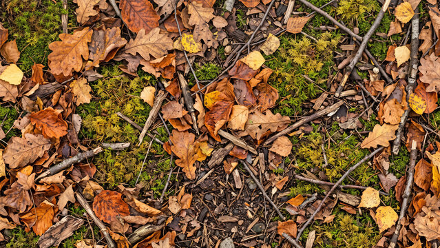 autumn leaves on the ground