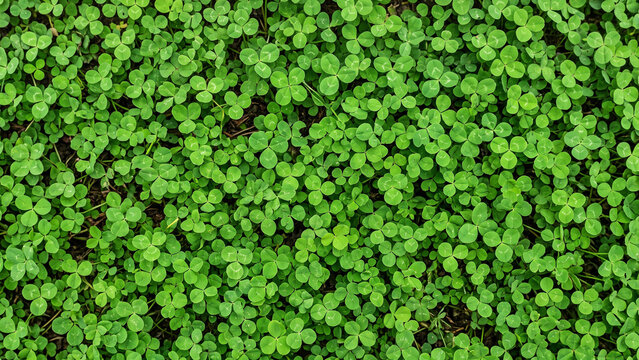 green grass background
