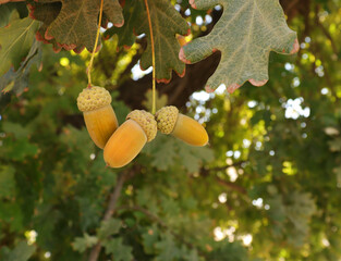 acorns on the tree © Sunday