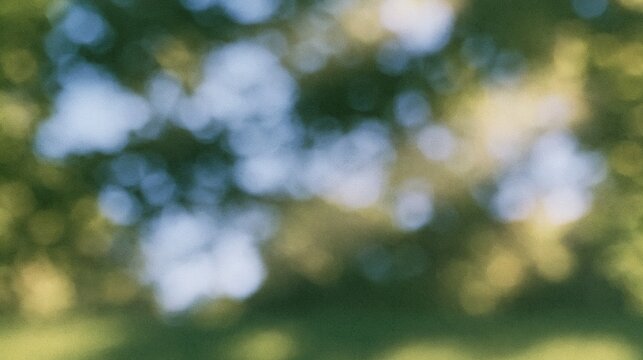 blurred green foliage and blue sky bokeh background