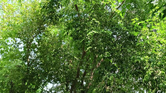 Vibrant green foliage forming a dense canopy with bright sunlight filtering through leaves.