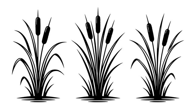 Cattail set with detailed stalks featuring botanical illustration, monochrome design, line art, and aquatic plants with reedmace