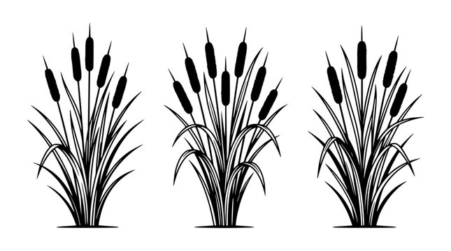 Cattail set with detailed stalks and seed heads featuring marsh plant, wetland vegetation, botanical illustration with linear design and black and white