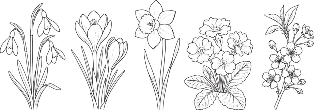 Hand drawn spring flowers collection featuring snowdrops crocus daffodil primrose and cherry blossom branch in line art style