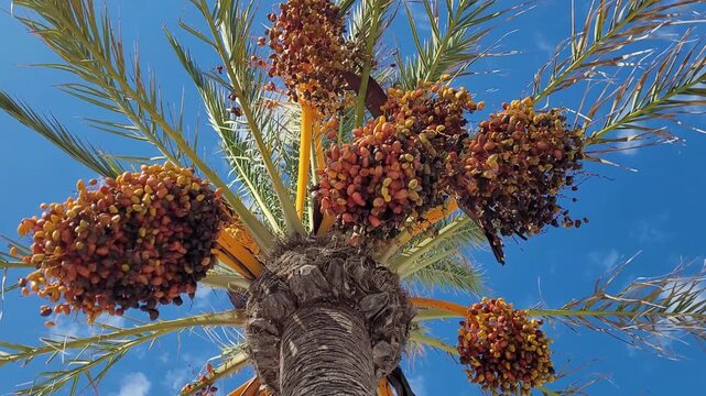 Date palm tree with ripe fruit clusters, tropical palm branches against blue sky, organic dates harvesting in sunny plantation