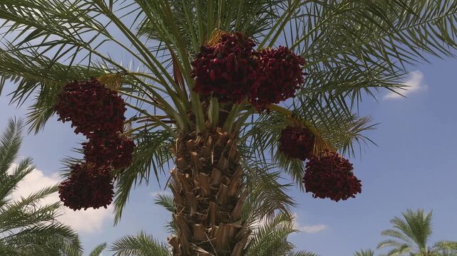 Date palm tree with ripe fruit clusters, tropical palm plantation under blue sky, organic agriculture and farming